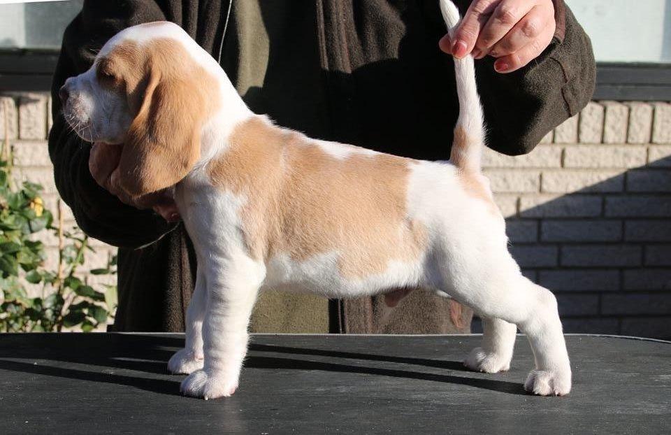 Beagle Marley billede 1