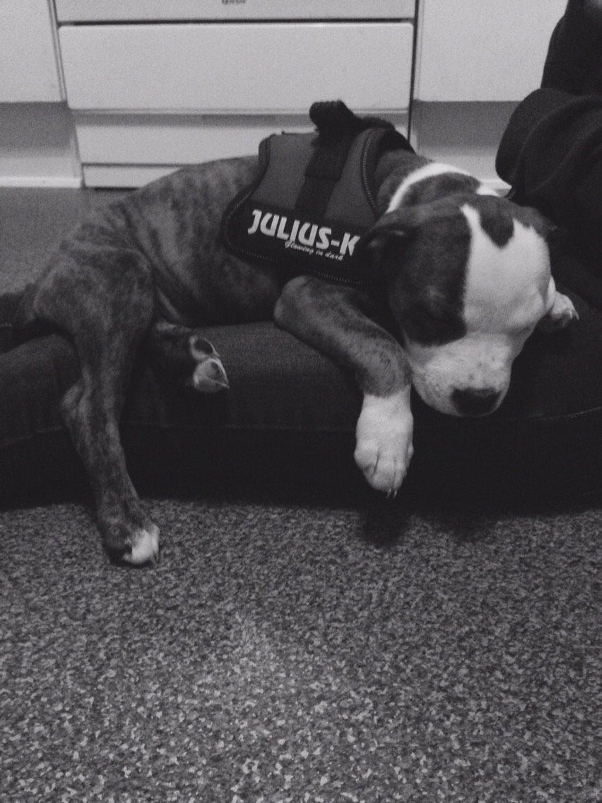 Staffordshire bull terrier Chika billede 26