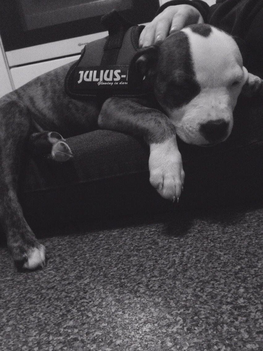 Staffordshire bull terrier Chika billede 27