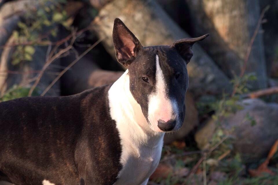 Bullterrier Lille røv aka Pomfritten billede 1