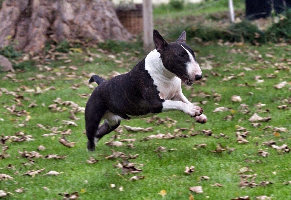 Bullterrier Lille røv aka Pomfritten billede 2