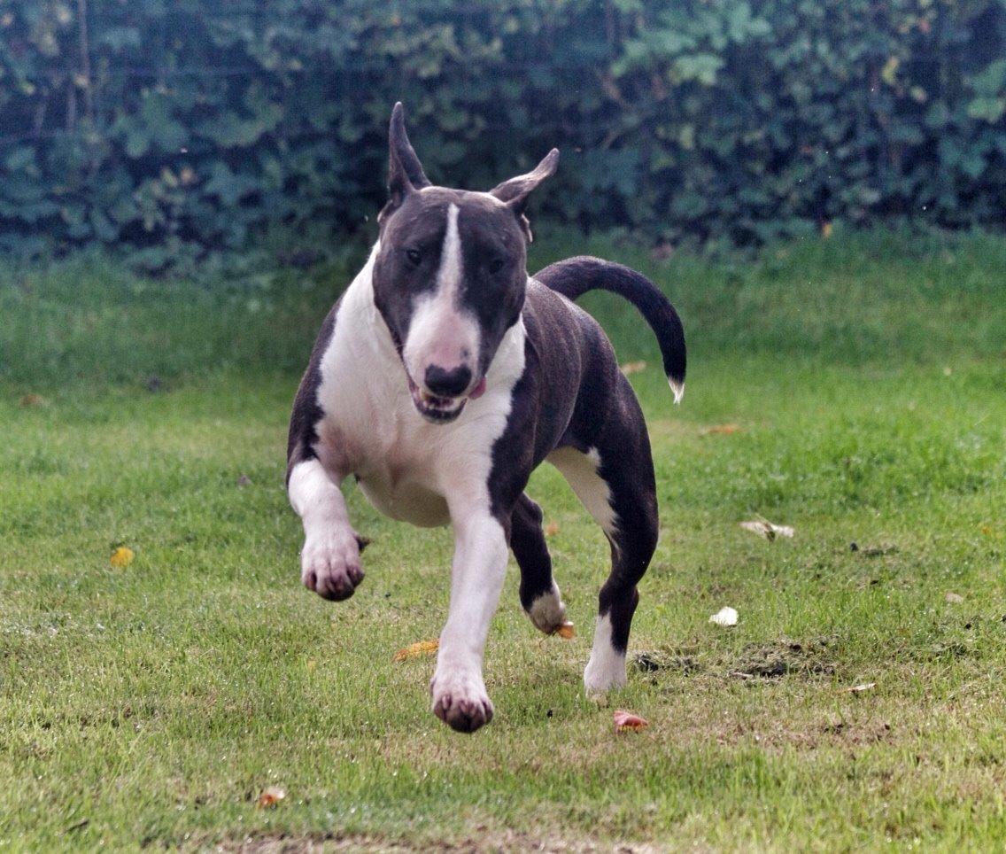 Bullterrier Lille røv aka Pomfritten billede 3