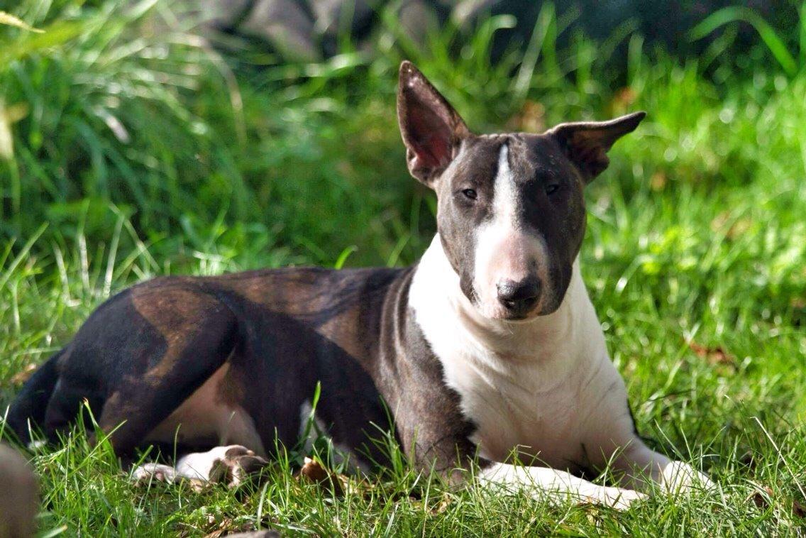 Bullterrier Lille røv aka Pomfritten billede 5