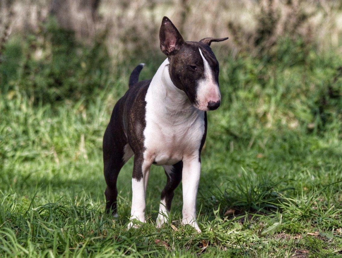 Bullterrier Lille røv aka Pomfritten billede 4