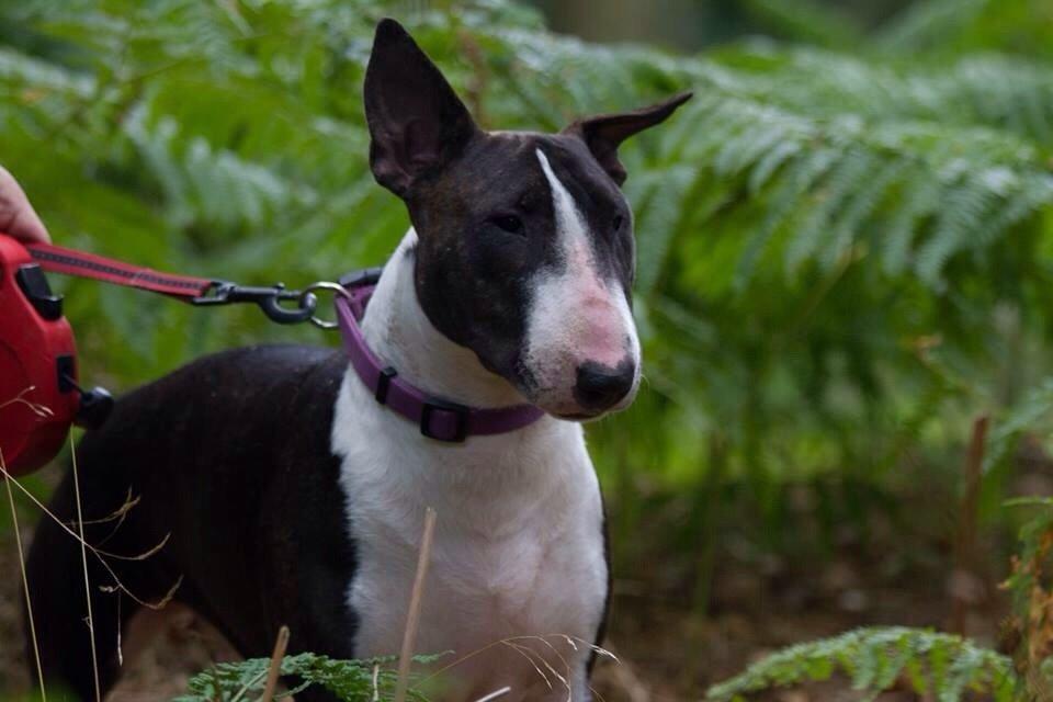 Bullterrier Lille røv aka Pomfritten billede 6