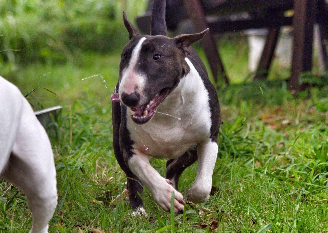 Bullterrier Lille røv aka Pomfritten billede 7