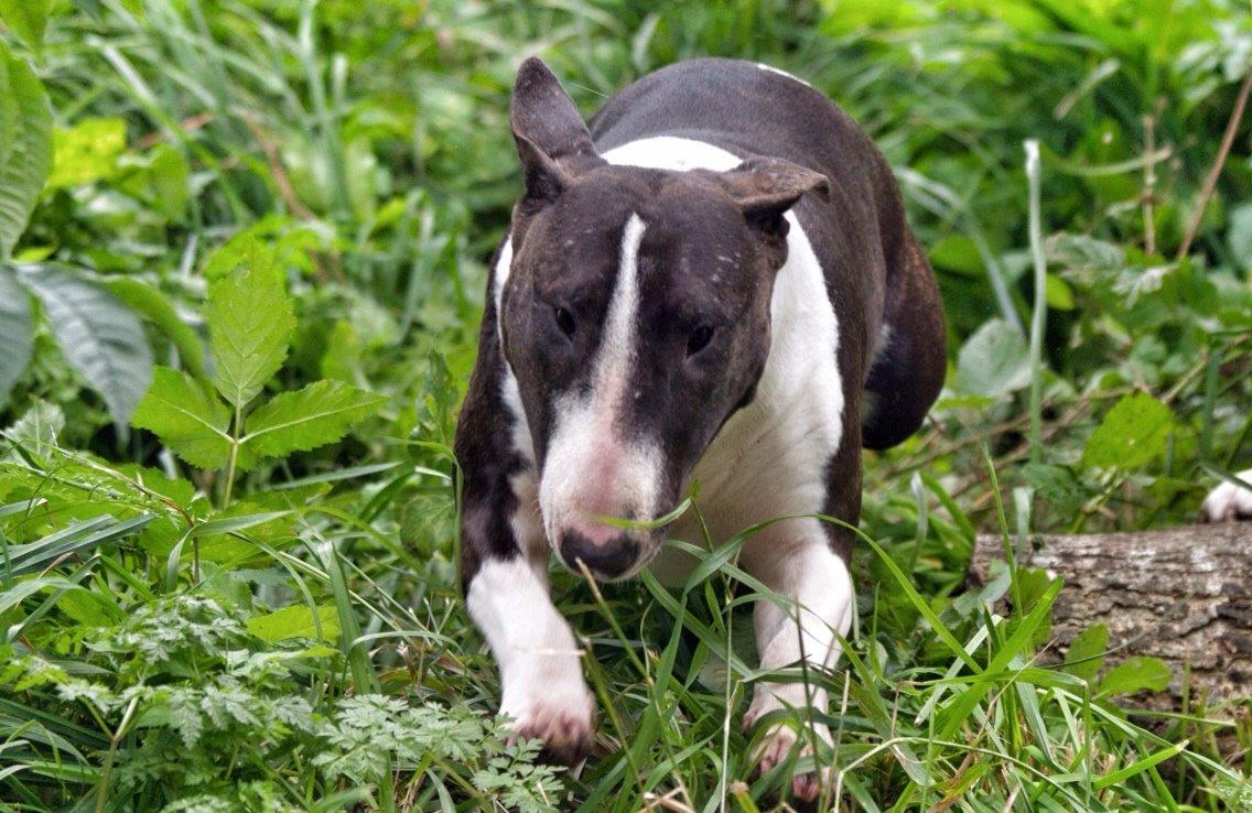 Bullterrier Lille røv aka Pomfritten billede 8