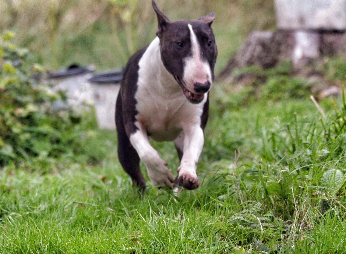 Bullterrier Lille røv aka Pomfritten billede 9