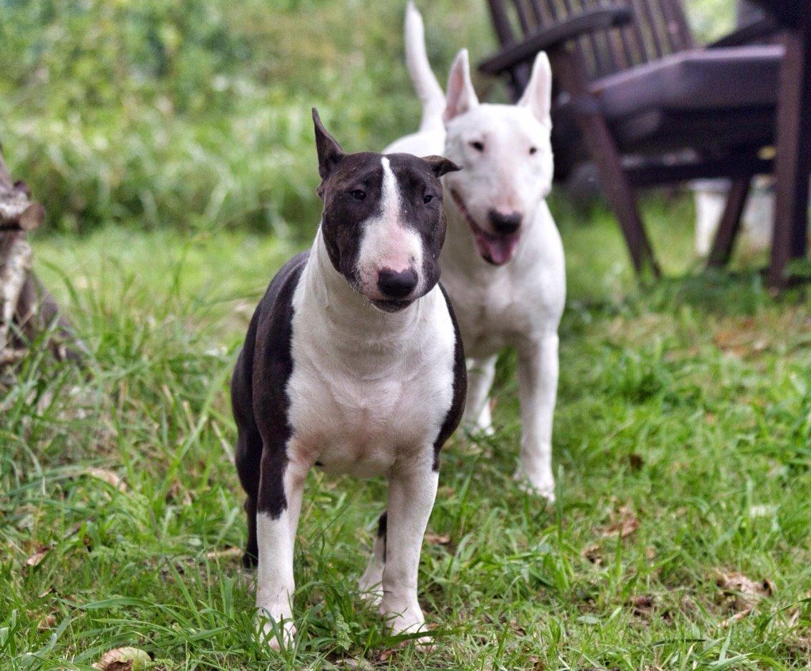 Bullterrier Lille røv aka Pomfritten billede 10