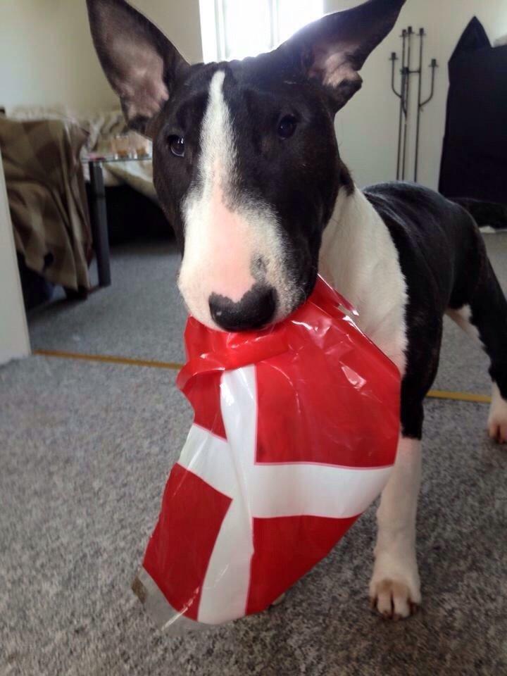 Bullterrier Lille røv aka Pomfritten billede 11