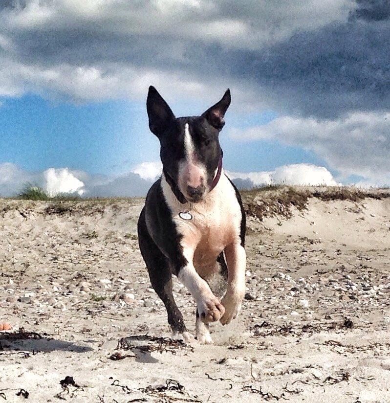 Bullterrier Lille røv aka Pomfritten billede 12