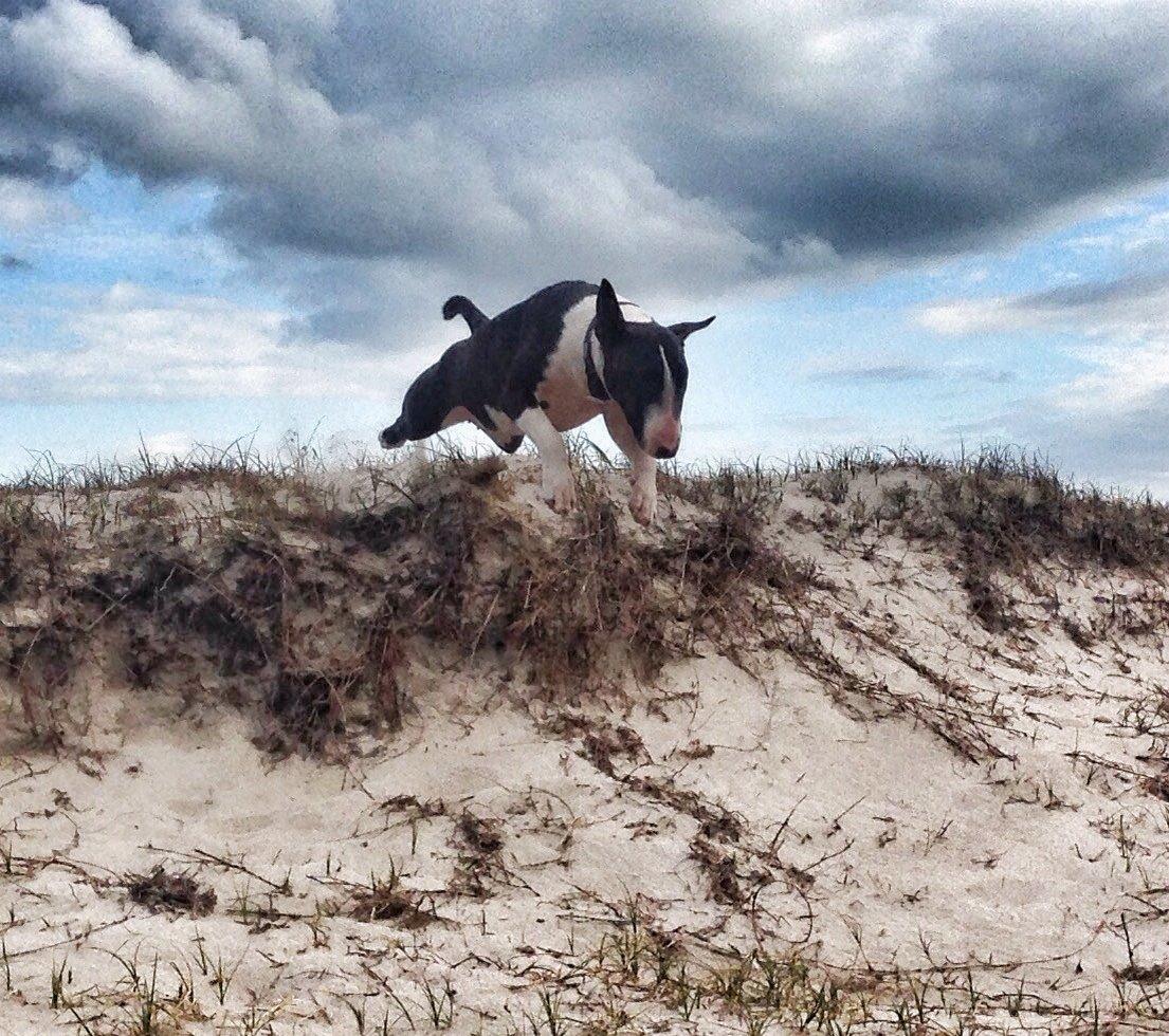 Bullterrier Lille røv aka Pomfritten billede 13