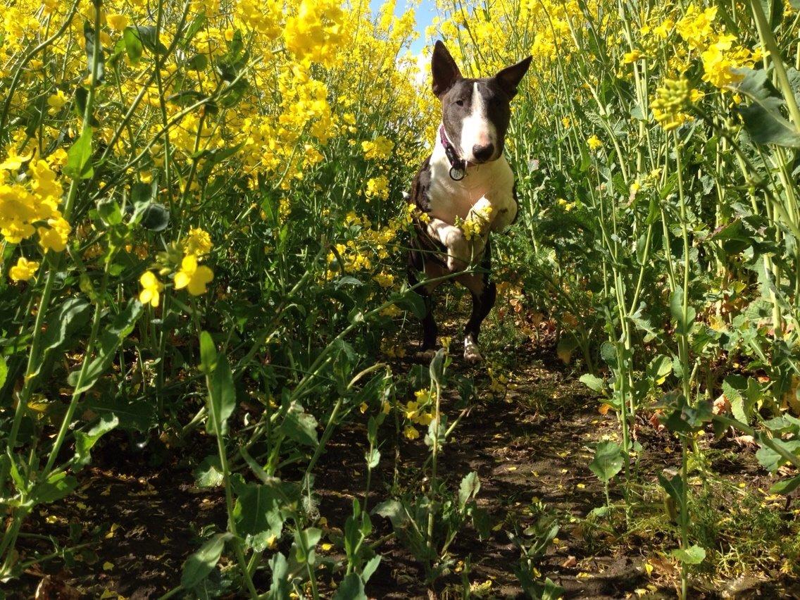 Bullterrier Lille røv aka Pomfritten billede 15