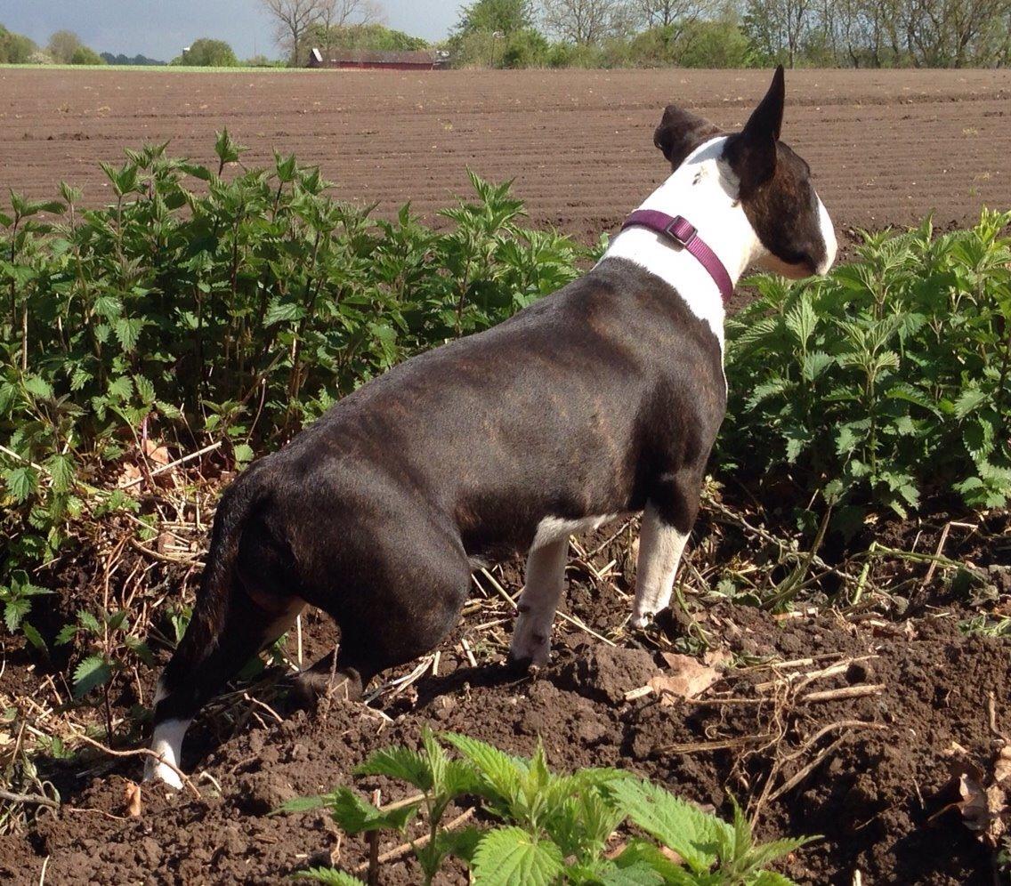 Bullterrier Lille røv aka Pomfritten billede 16