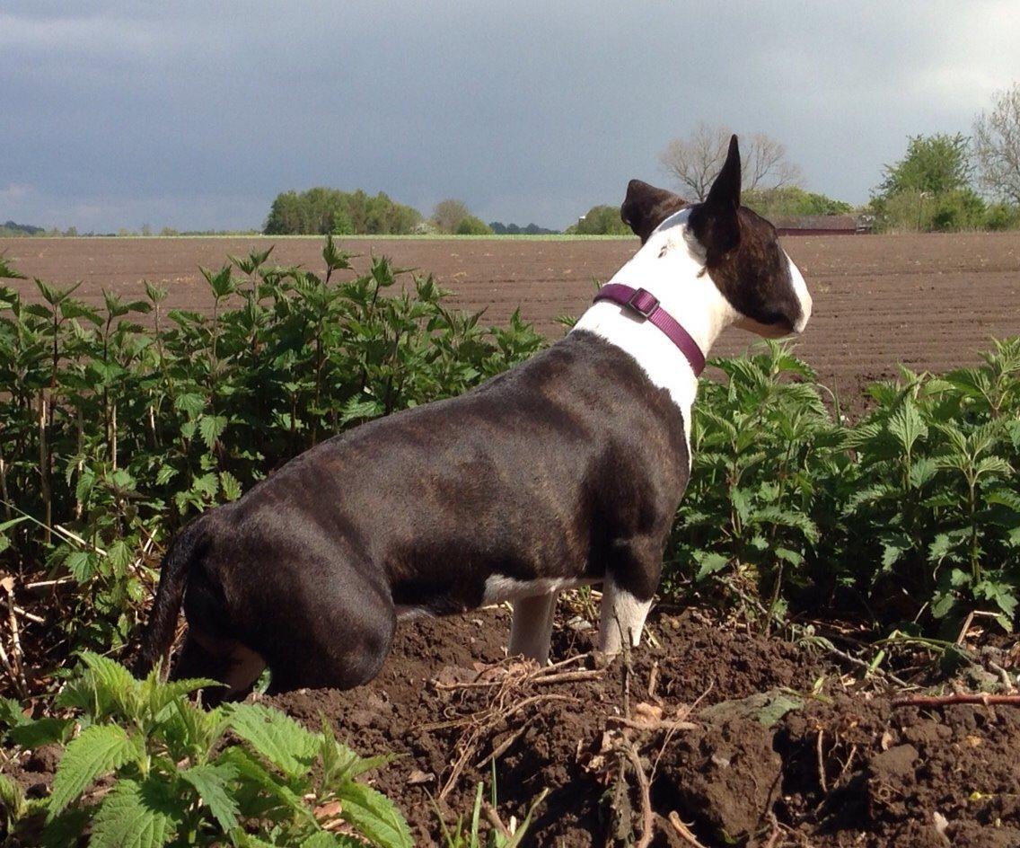 Bullterrier Lille røv aka Pomfritten billede 17