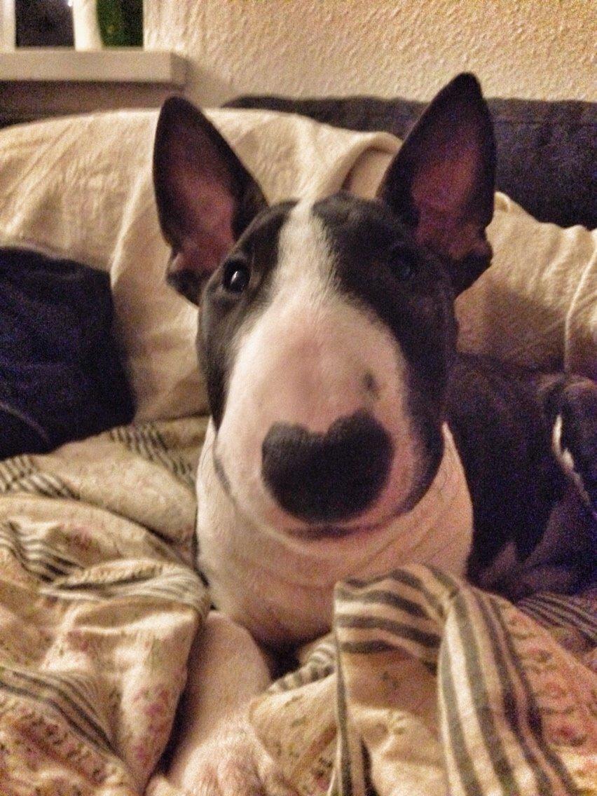 Bullterrier Lille røv aka Pomfritten billede 21