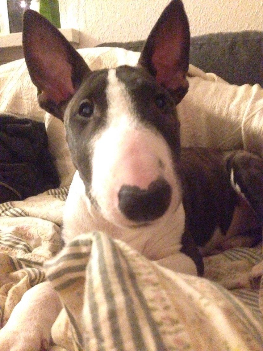 Bullterrier Lille røv aka Pomfritten billede 22