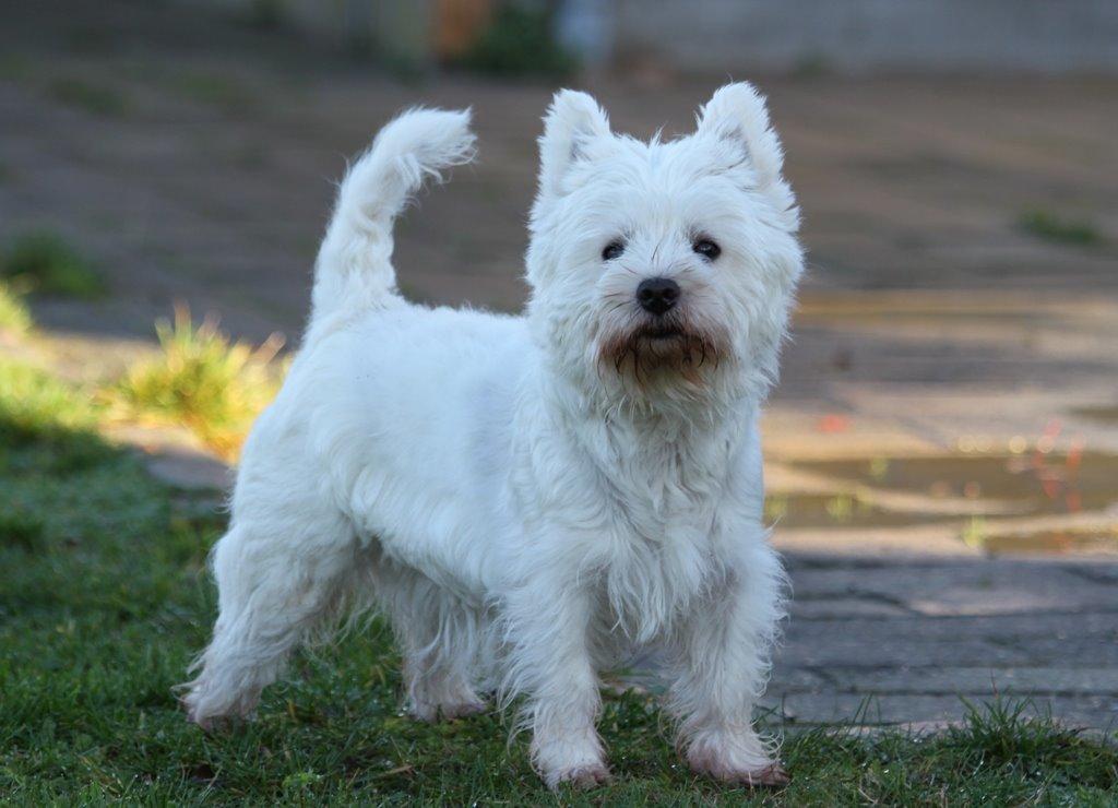 West highland white terrier Wass Ewita - Gry billede 5