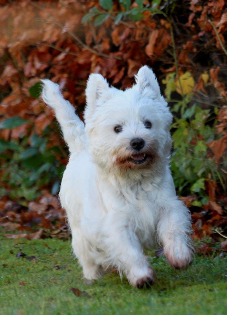 West highland white terrier Wass Ewita - Gry billede 6