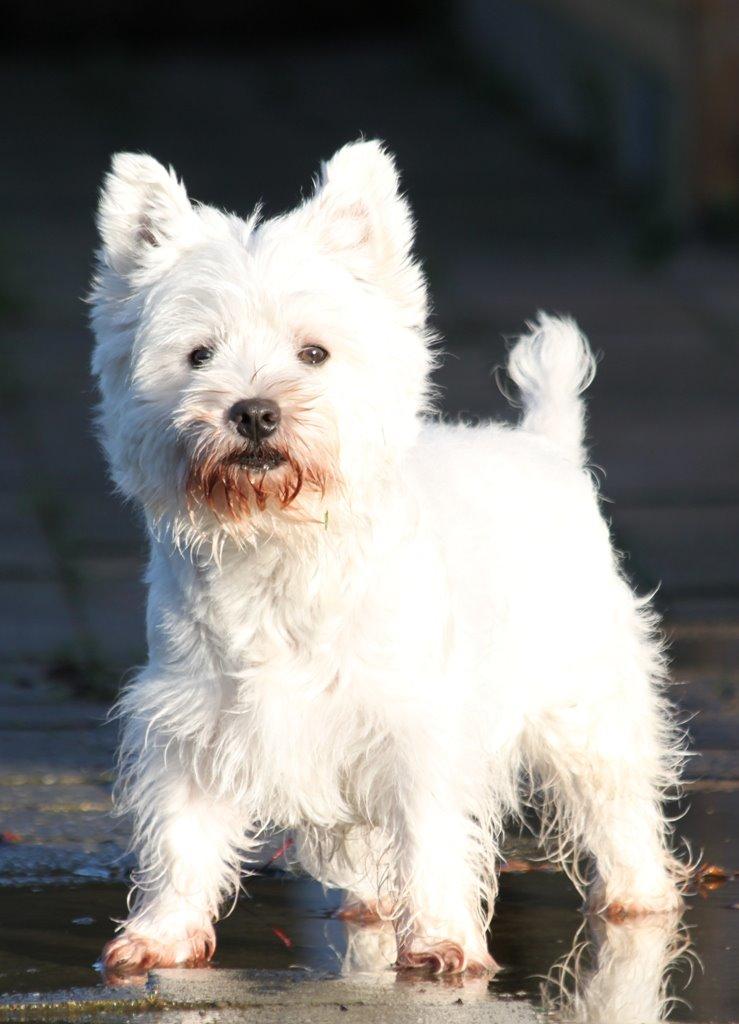 West highland white terrier Wass Ewita - Gry billede 7