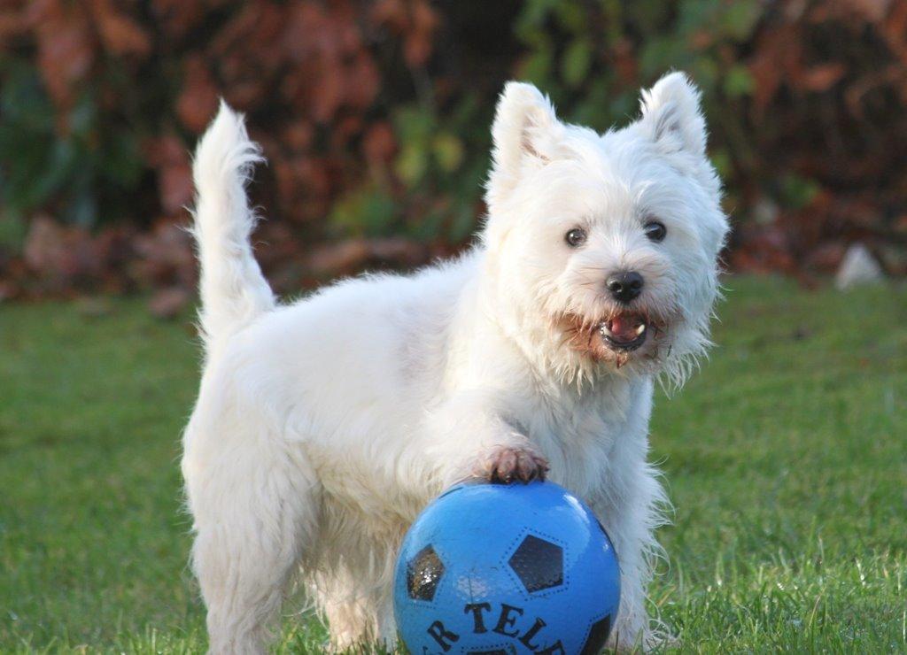 West highland white terrier Wass Ewita - Gry billede 1