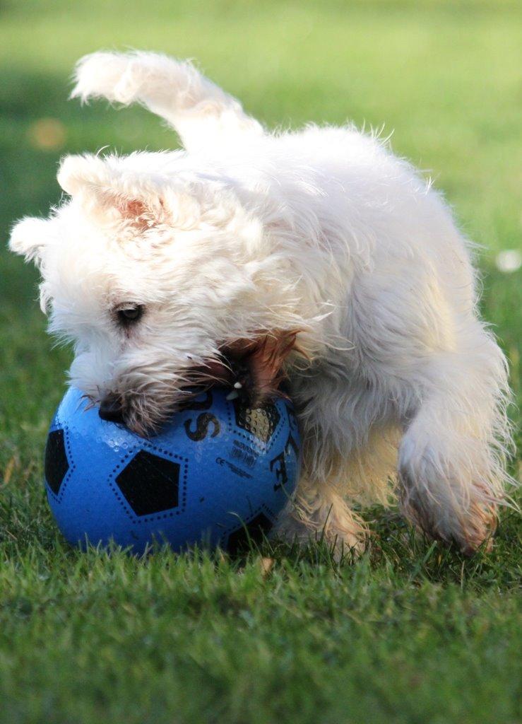 West highland white terrier Wass Ewita - Gry billede 8