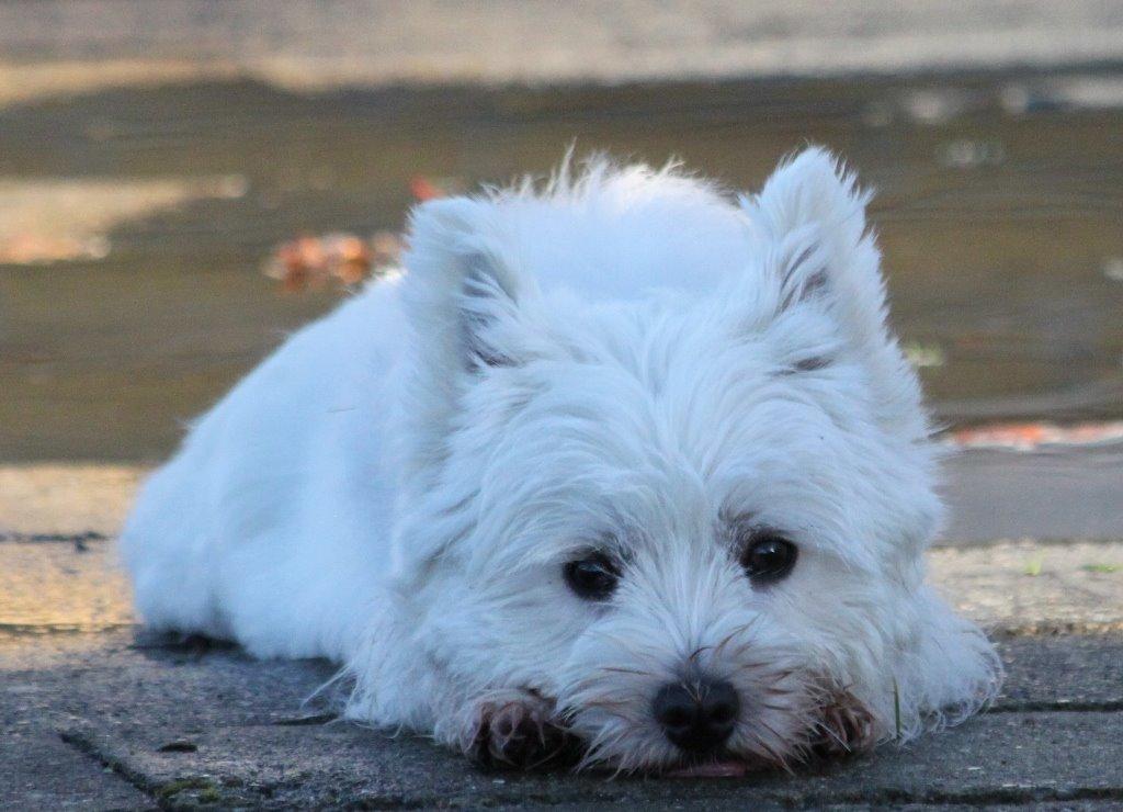 West highland white terrier Wass Ewita - Gry billede 9