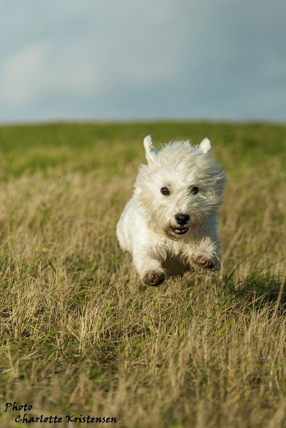 West highland white terrier Penny - Lever livet. billede 1