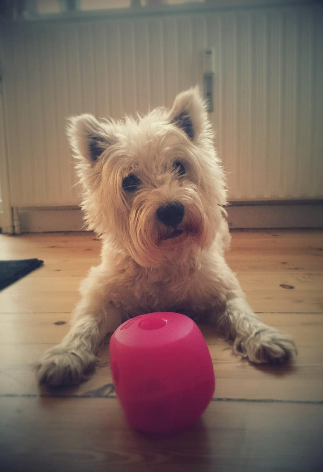 West highland white terrier Penny billede 2