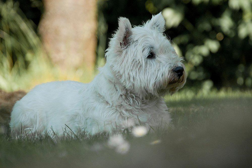 West highland white terrier Penny billede 3