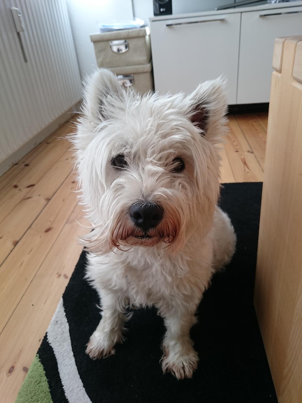 West highland white terrier Penny - Morgenskæg billede 5