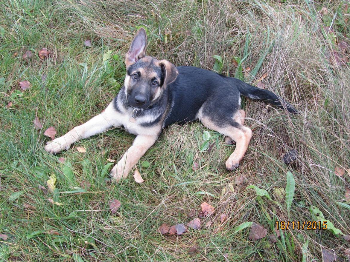 Schæferhund Thor - 12 uger billede 8