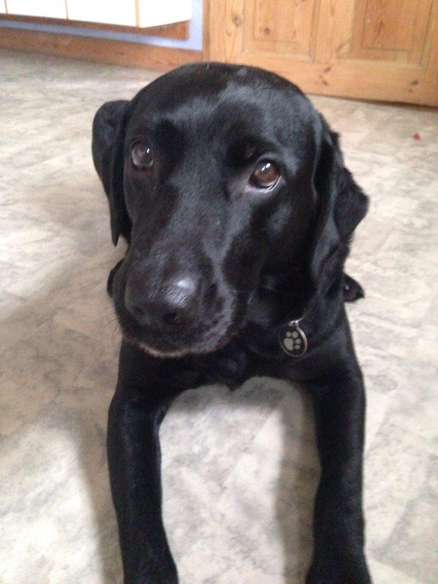 Labrador retriever Mille - Mille i vores køkken 2015 billede 7