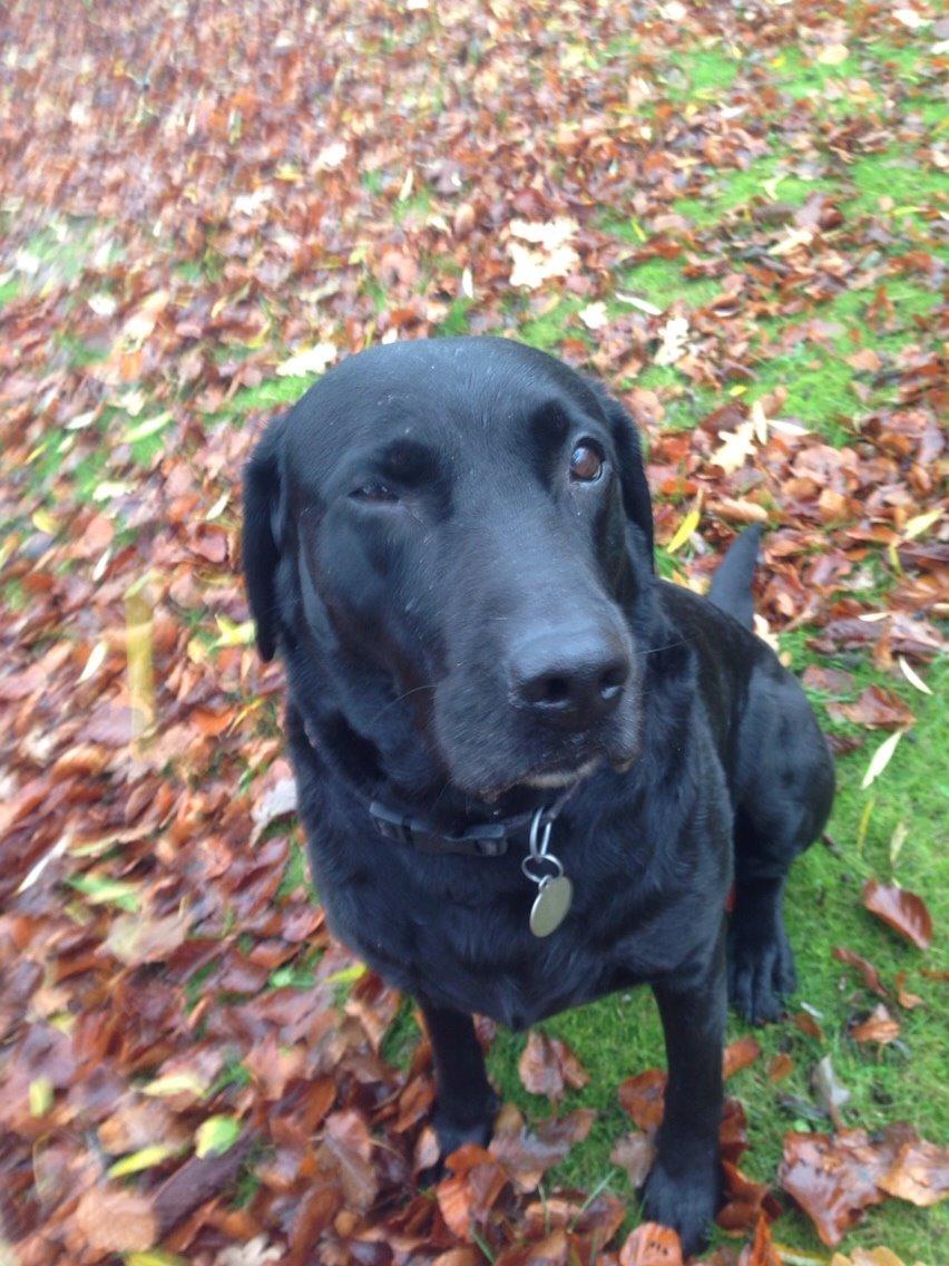 Labrador retriever Mille - Efterårs billeder 2015 - Mille laver en smiley ;) billede 11