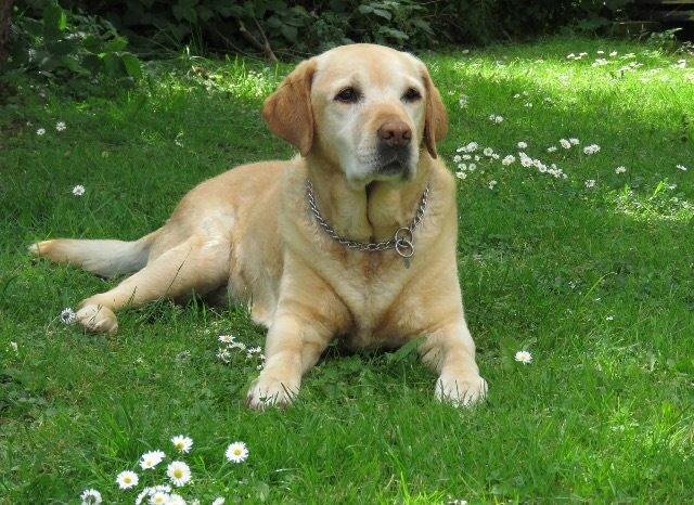 Labrador retriever Cousin Jims Cassandra (Nala) billede 2