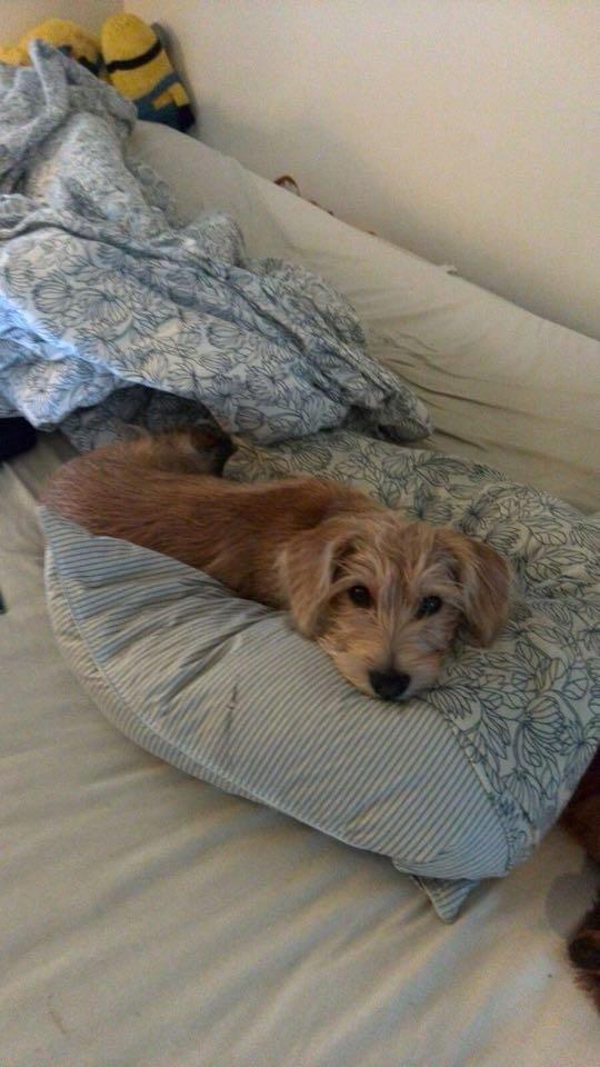 Blanding af racer Anton billede 22