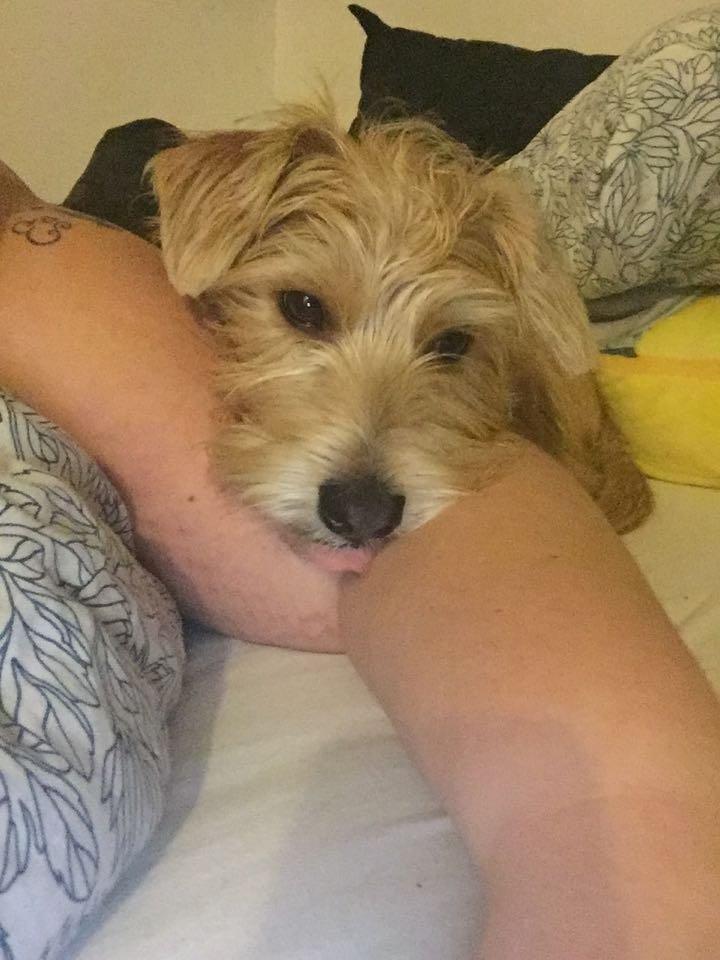 Blanding af racer Anton billede 4