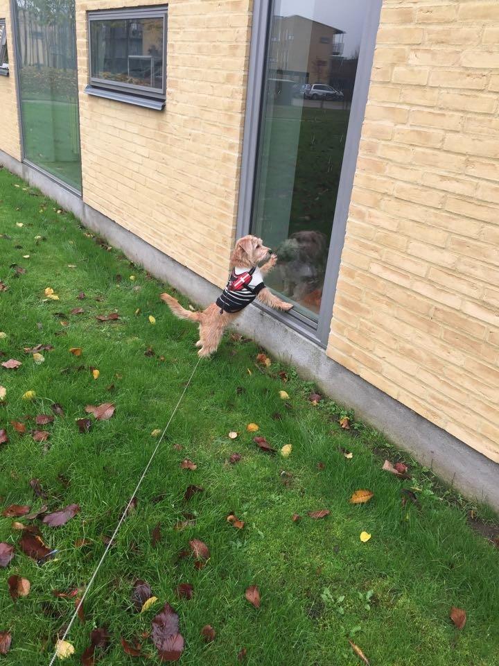 Blanding af racer Anton billede 6