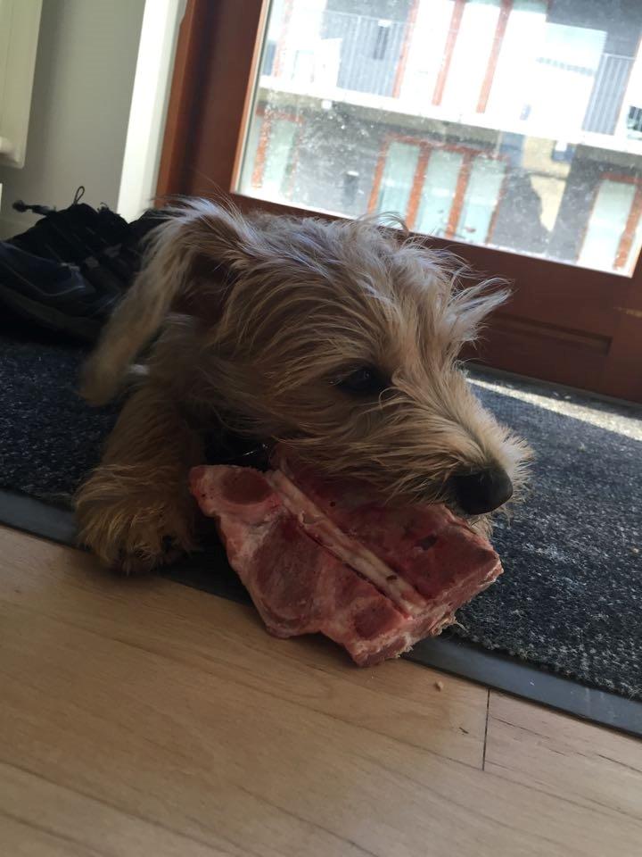 Blanding af racer Anton - Sit første "kødben" billede 12