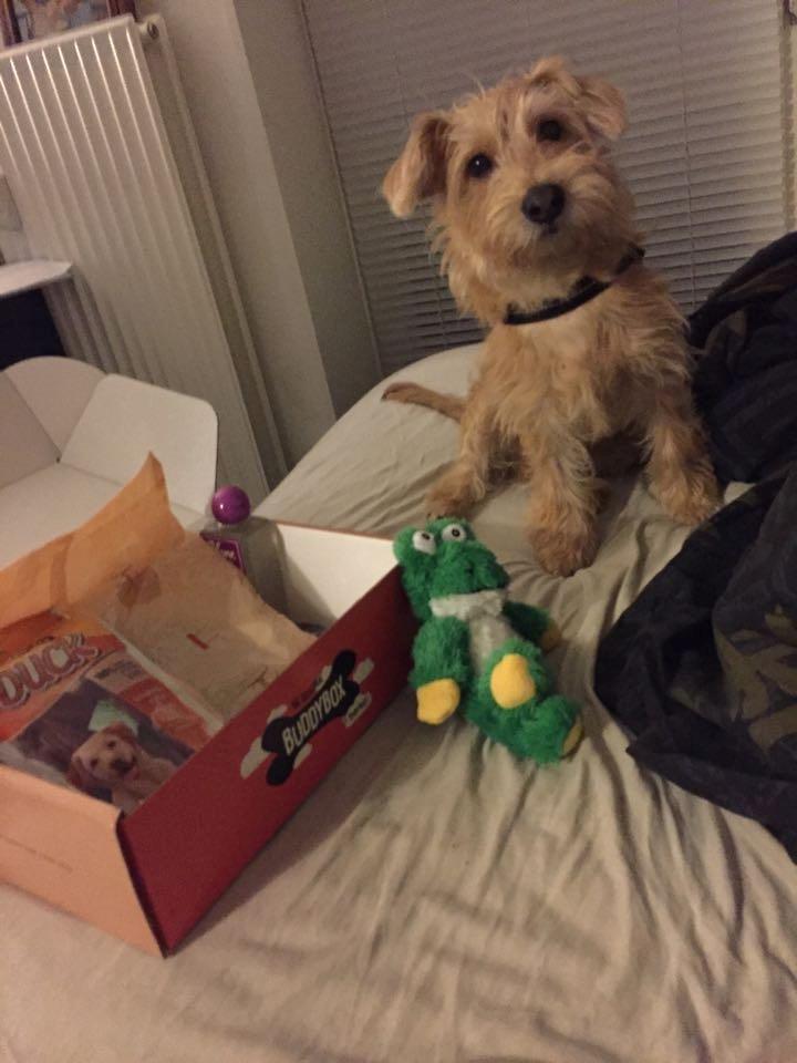 Blanding af racer Anton - Anton har fået sin første Buddybox. billede 9