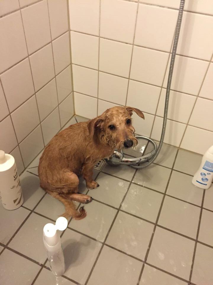 Blanding af racer Anton - Bad-tid. billede 5