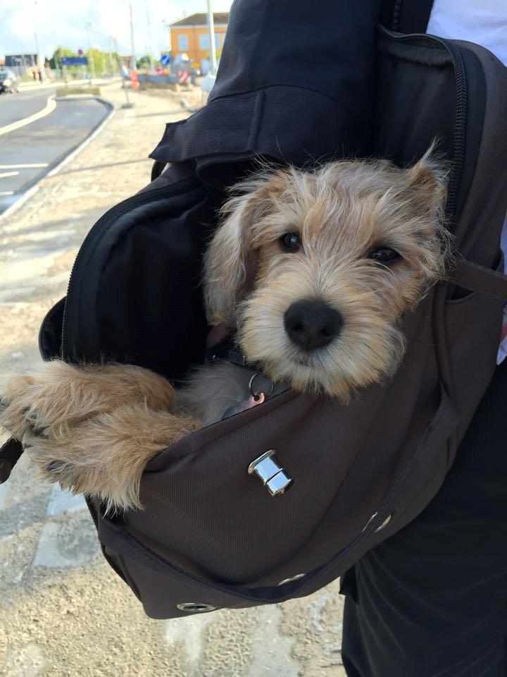 Blanding af racer Anton billede 16