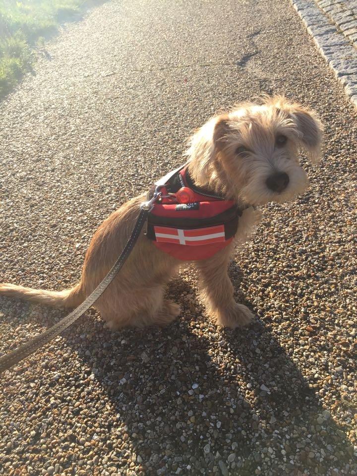 Blanding af racer Anton - Meget stolt kommende besøgshund med sin lille taske som skal fyldes med visitkort når tiden er inde. billede 10