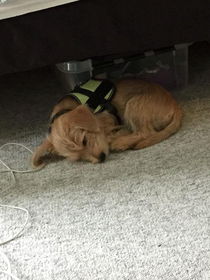 Blanding af racer Anton billede 23