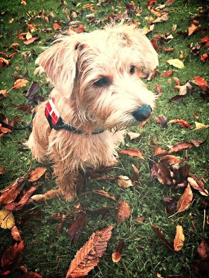 Blanding af racer Anton - Anton <3 billede 1