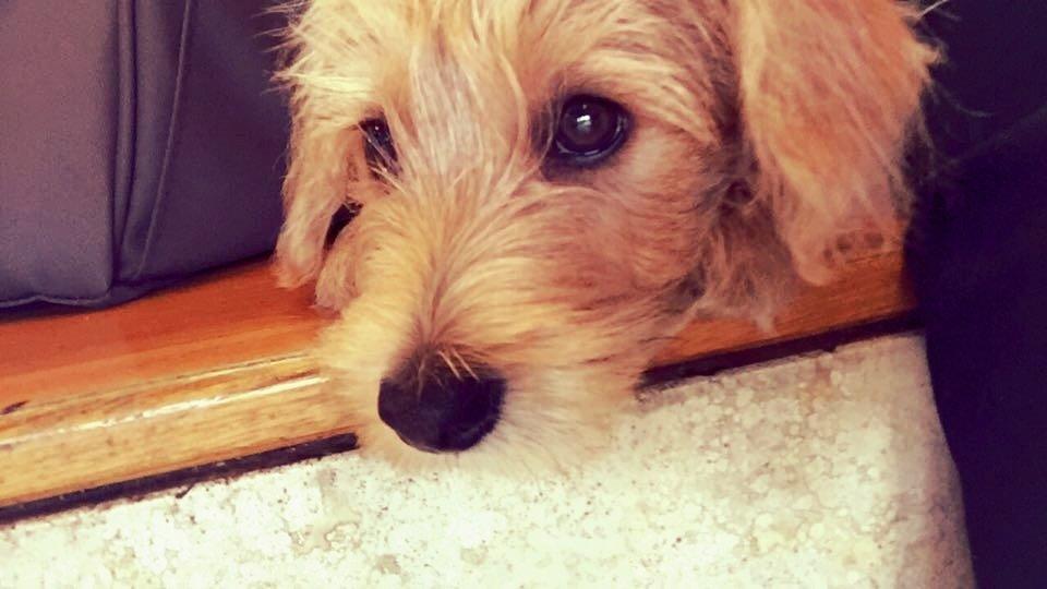 Blanding af racer Anton billede 2