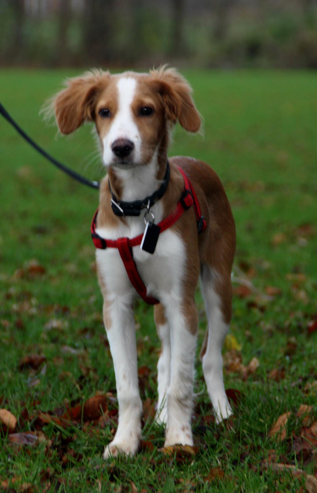 Blanding af racer Nyx billede 13