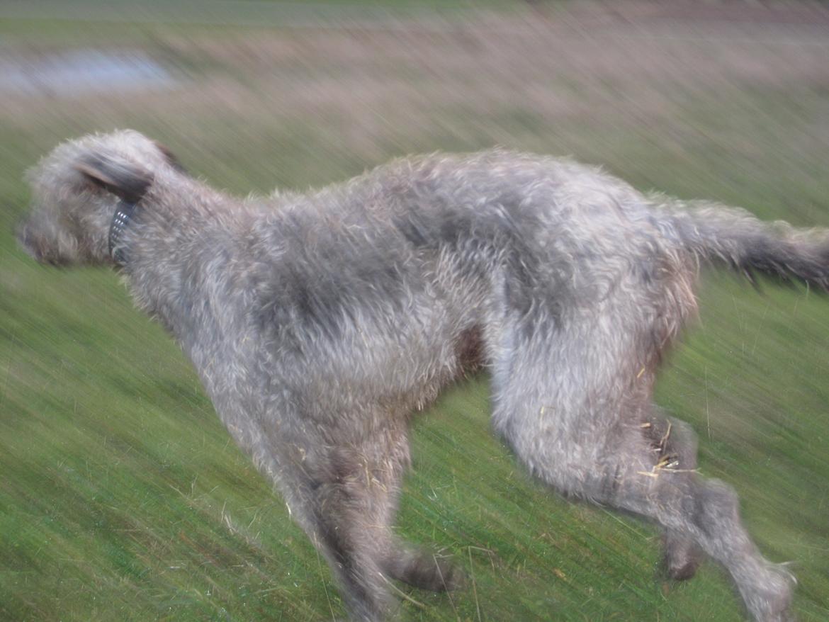 Irsk ulvehund Rolf<3 kælenavn: Rolle/Basse - Galop billede 46