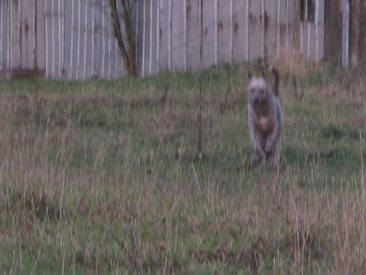 Irsk ulvehund Rolf<3 kælenavn: Rolle/Basse - Galop billede 47