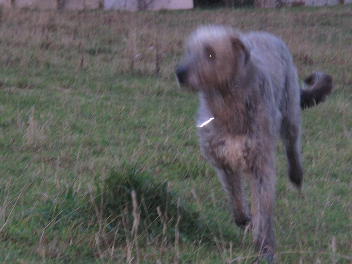 Irsk ulvehund Rolf<3 kælenavn: Rolle/Basse - Galop billede 48